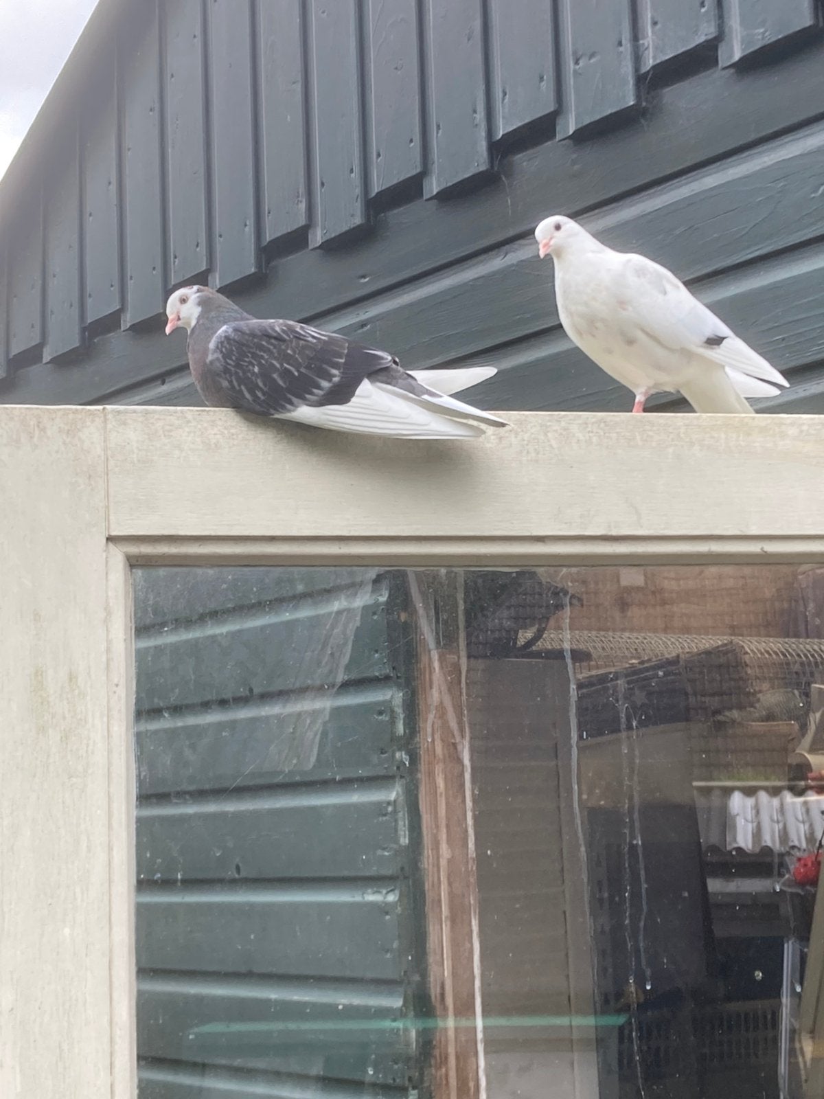 Te koop Birmingham Rollers, Dieren en Toebehoren, Meerdere dieren, Tuimelaar of Roller