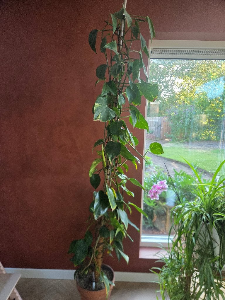 Grote scindapsus epipremnum XXL, Huis en Inrichting, Kamerplanten, Ophalen, 200 cm of meer, Halfschaduw, In pot