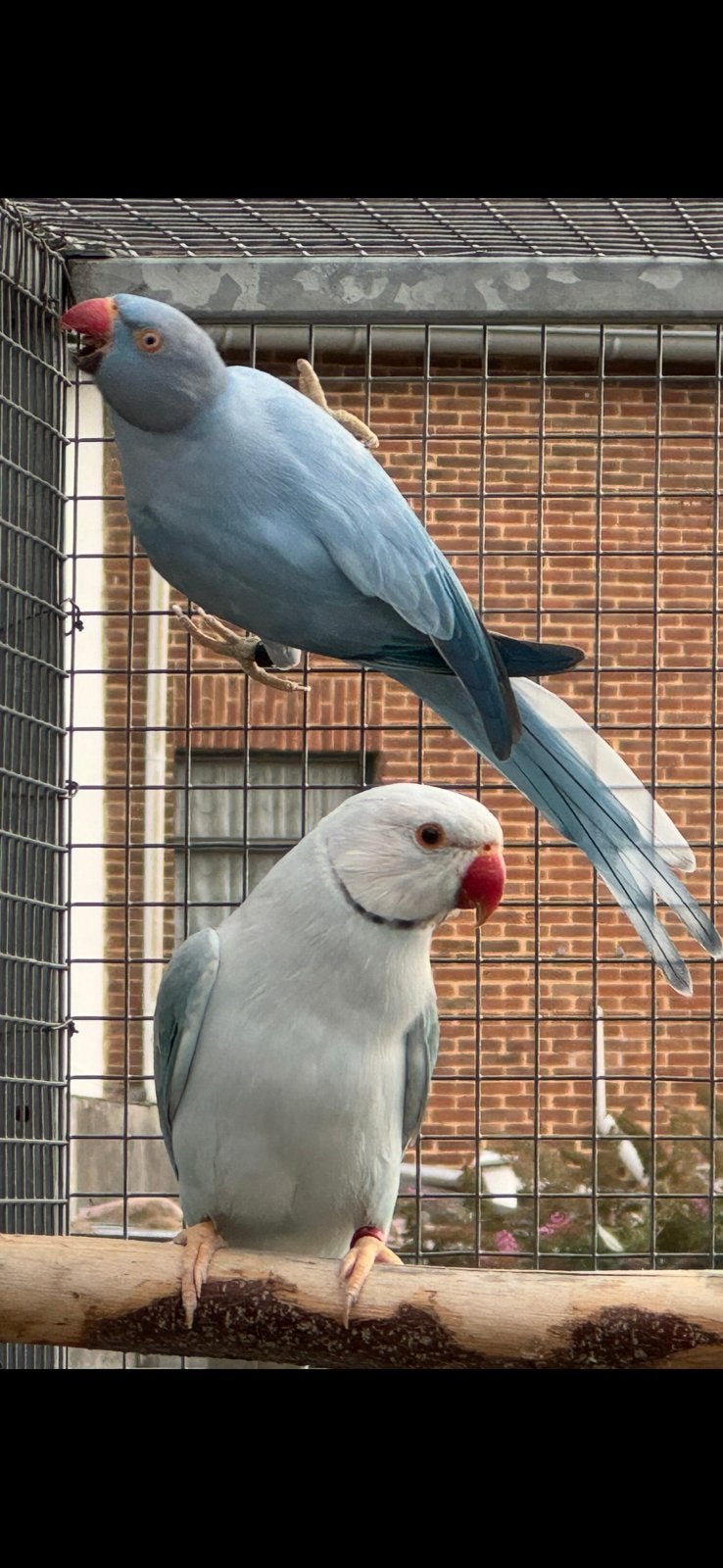 Halsbandparkieten, Meerdere dieren, Parkiet, Geringd
