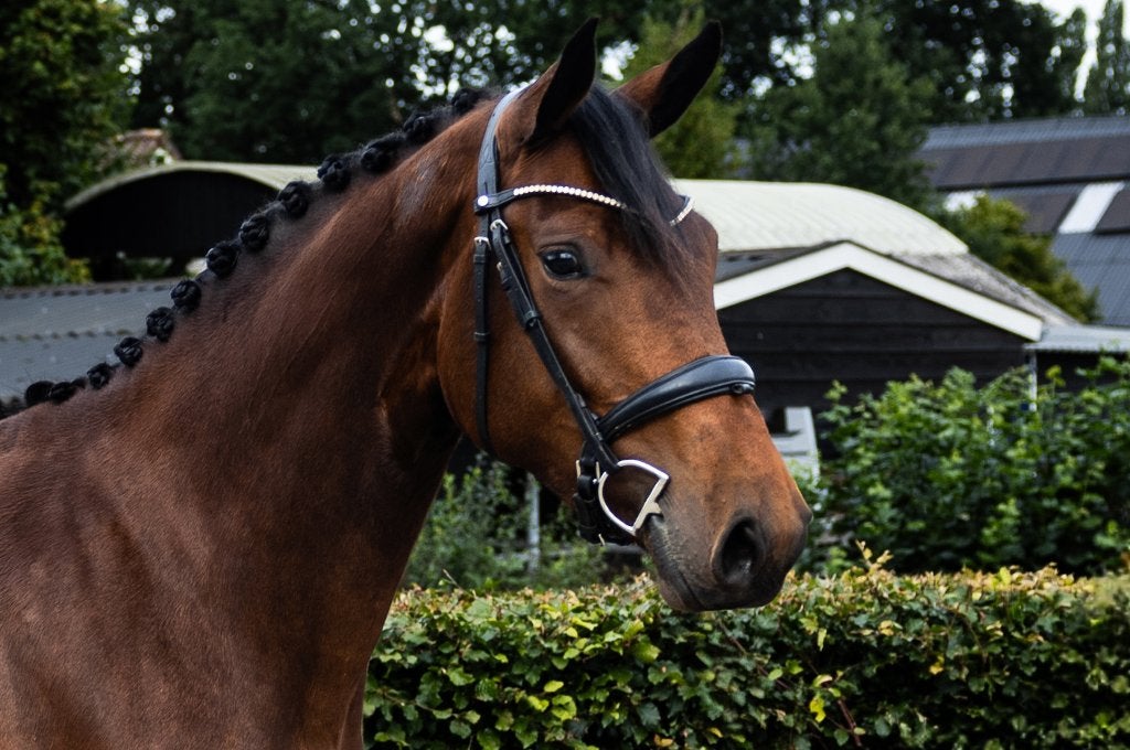 3,5 Jarige Talentvolle Spring Merrie, Merrie, Springpaard, Met stamboom, Zadelmak