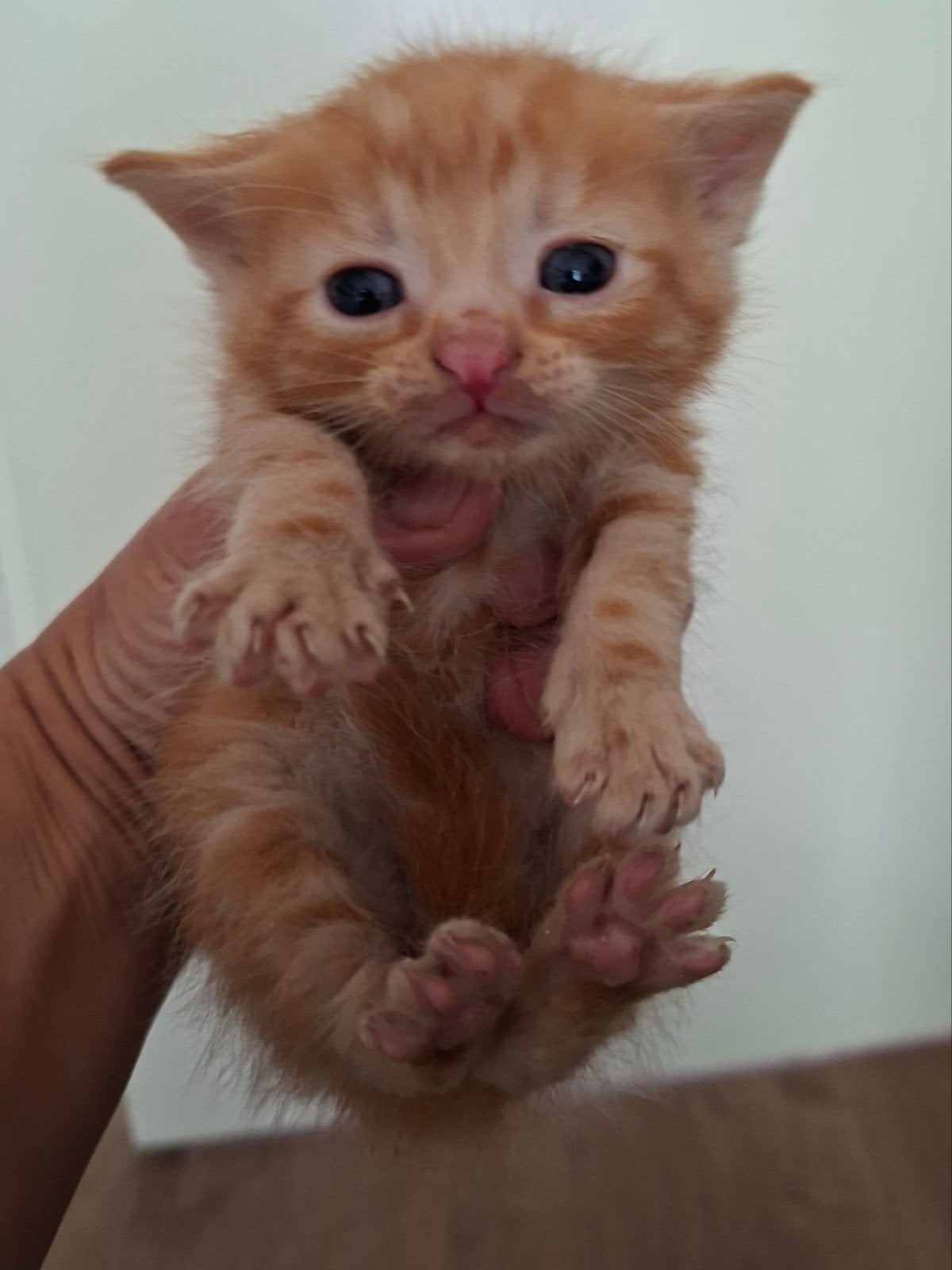 Halflangharige kittens, Dieren en Toebehoren, Katten en Kittens | Overige Katten, Meerdere dieren