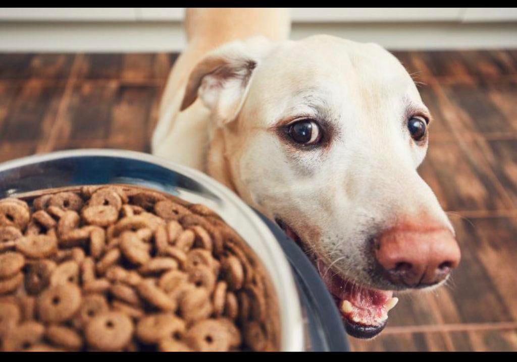 Gezocht: Dierenvoeding & spullen voor hulpdieren, Ophalen, Overige soorten