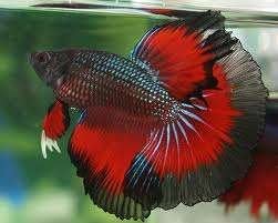 Betta Man - Koidream Valburg