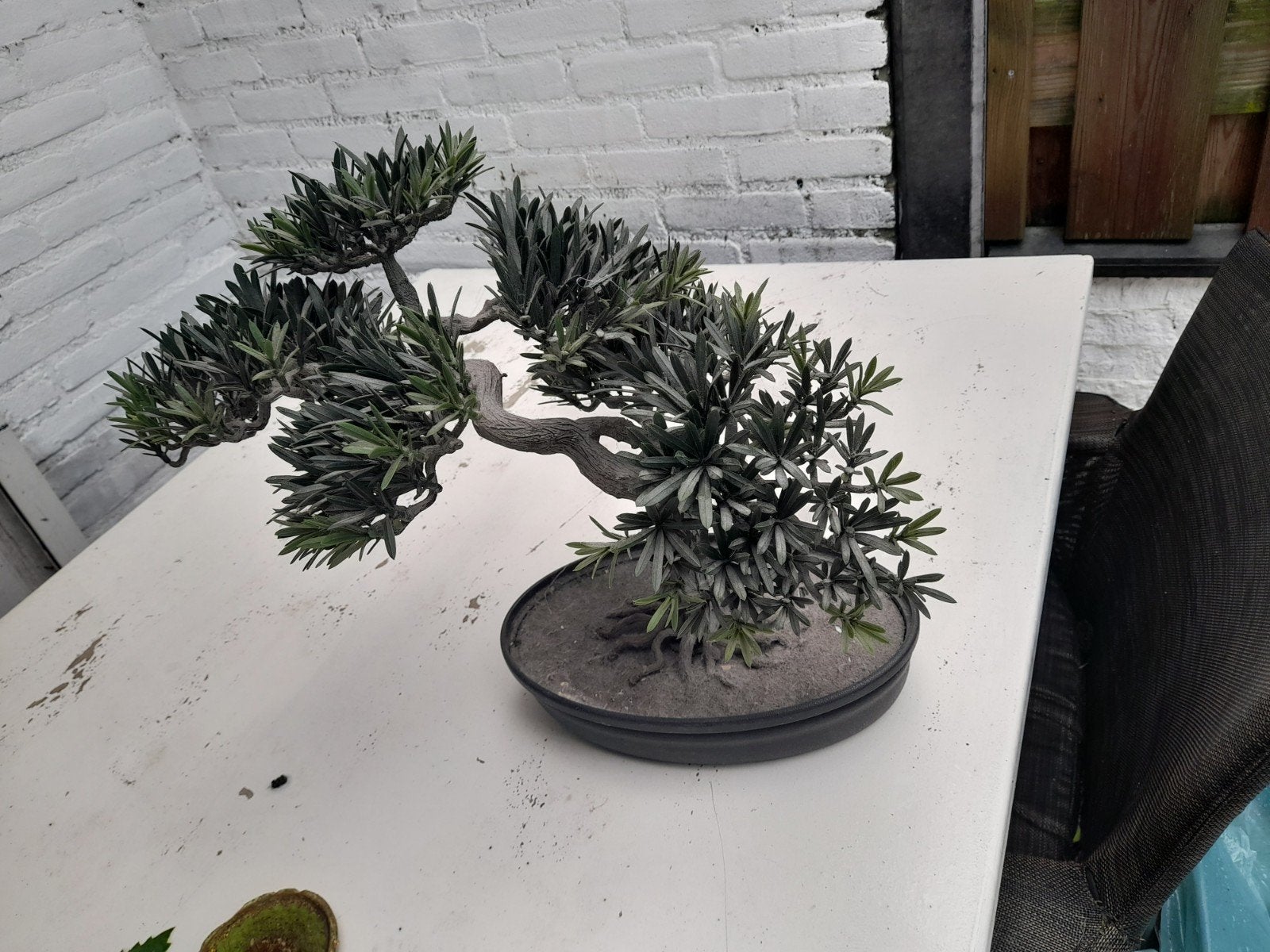 bonsai kunst, Tuin en Terras, Planten | Bomen, Bloeit niet, Verzenden, Halfschaduw, Overige soorten
