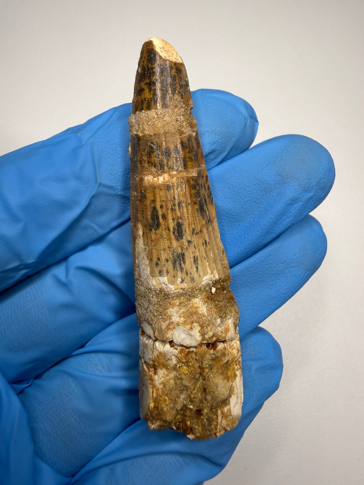 Grote Spinosaurus tand, Ophalen of Verzenden, Fossiel