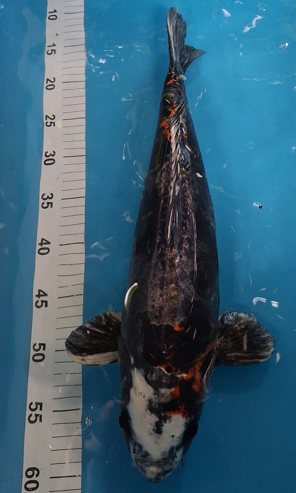 Doitsu beni kikuryu, Dieren en Toebehoren, Vissen | Vijvervissen, Karper of Koi