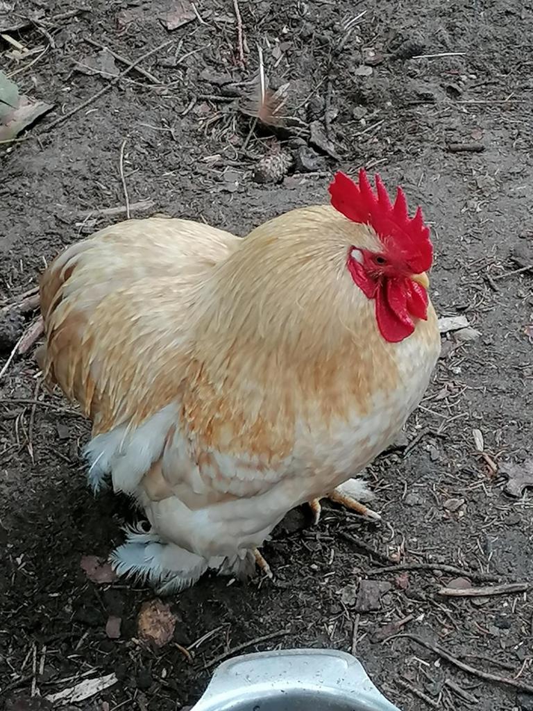 Cochin kriel familie geelkoekoek buff, Meerdere dieren, Kip