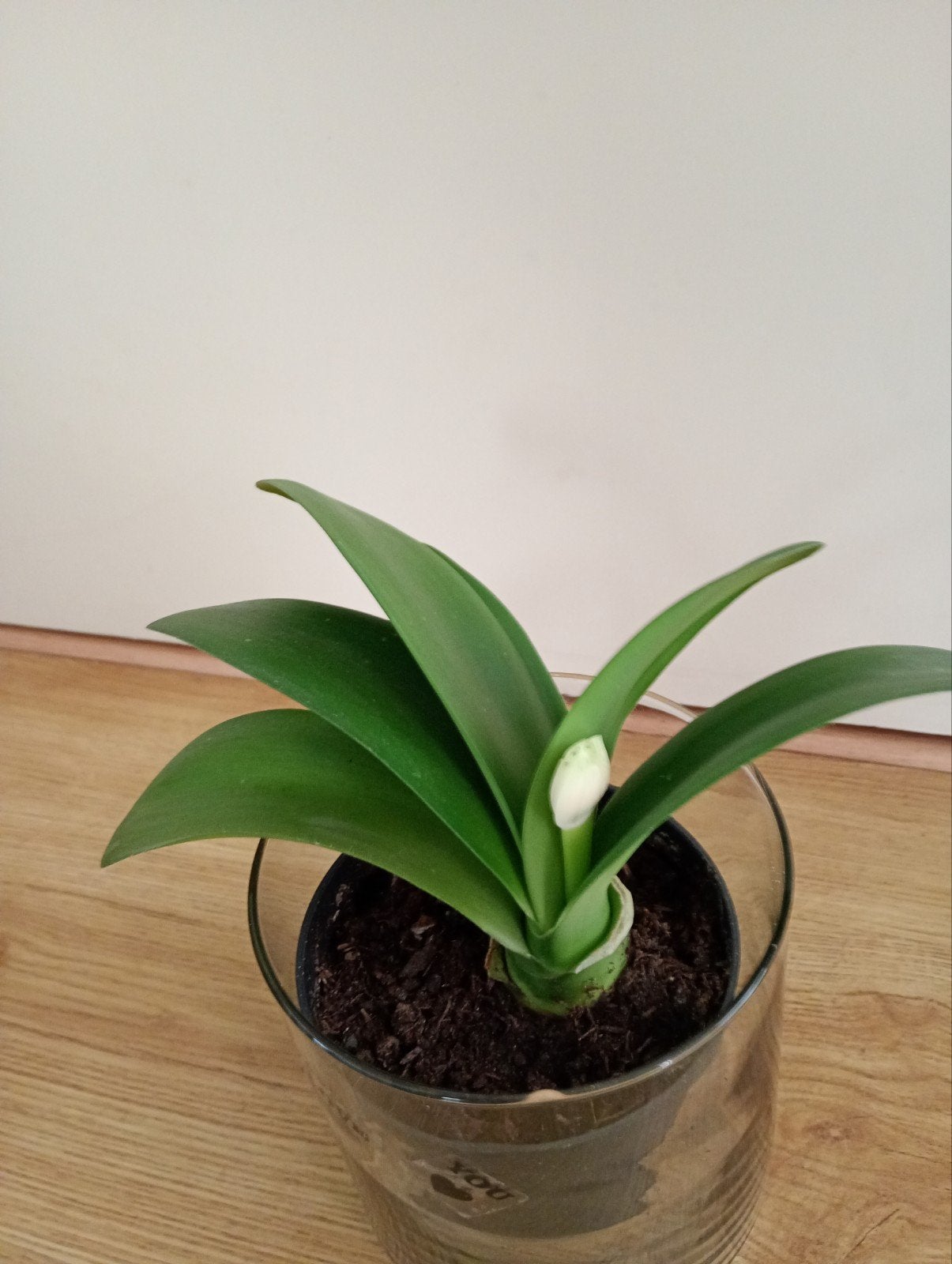 Haemanthus Albiflos- Poederkwastplant., Ophalen of Verzenden, Overige soorten, Halfschaduw, Minder dan 100 cm