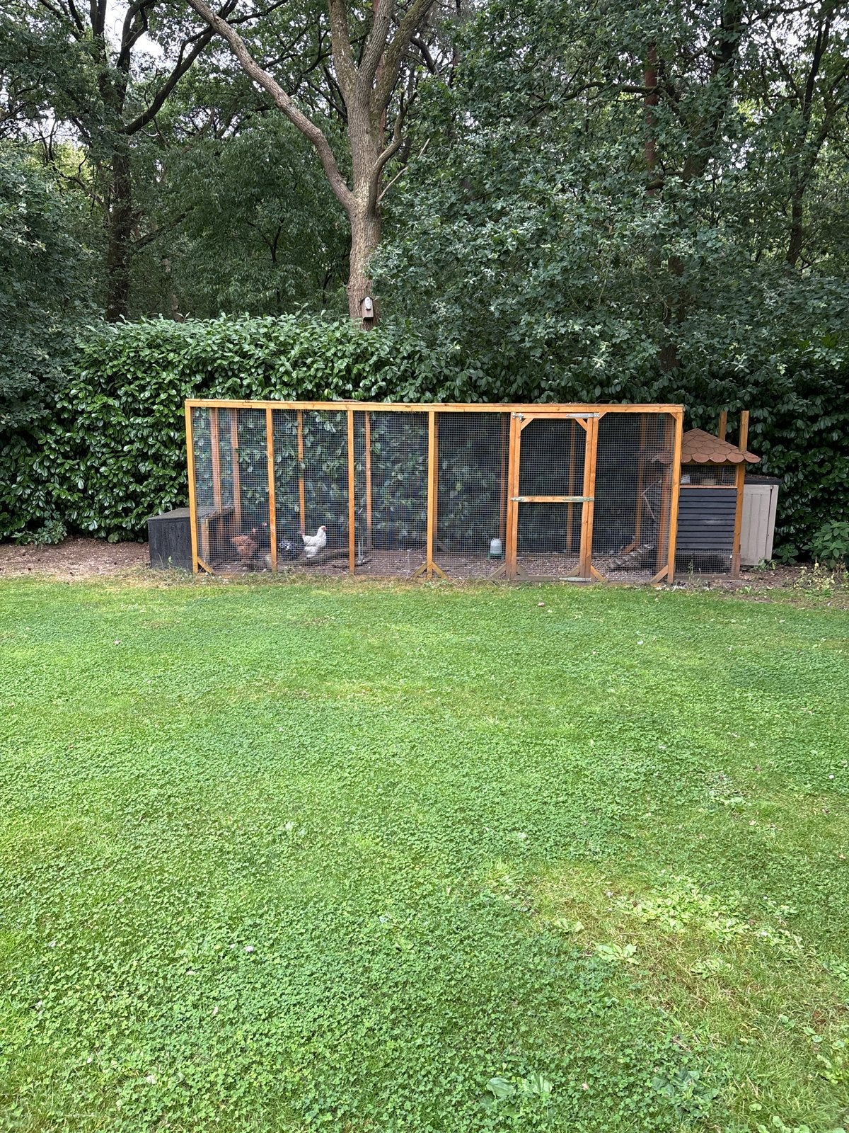 Kippen hooimeid met 4 leghokken, Meerdere dieren, Kip