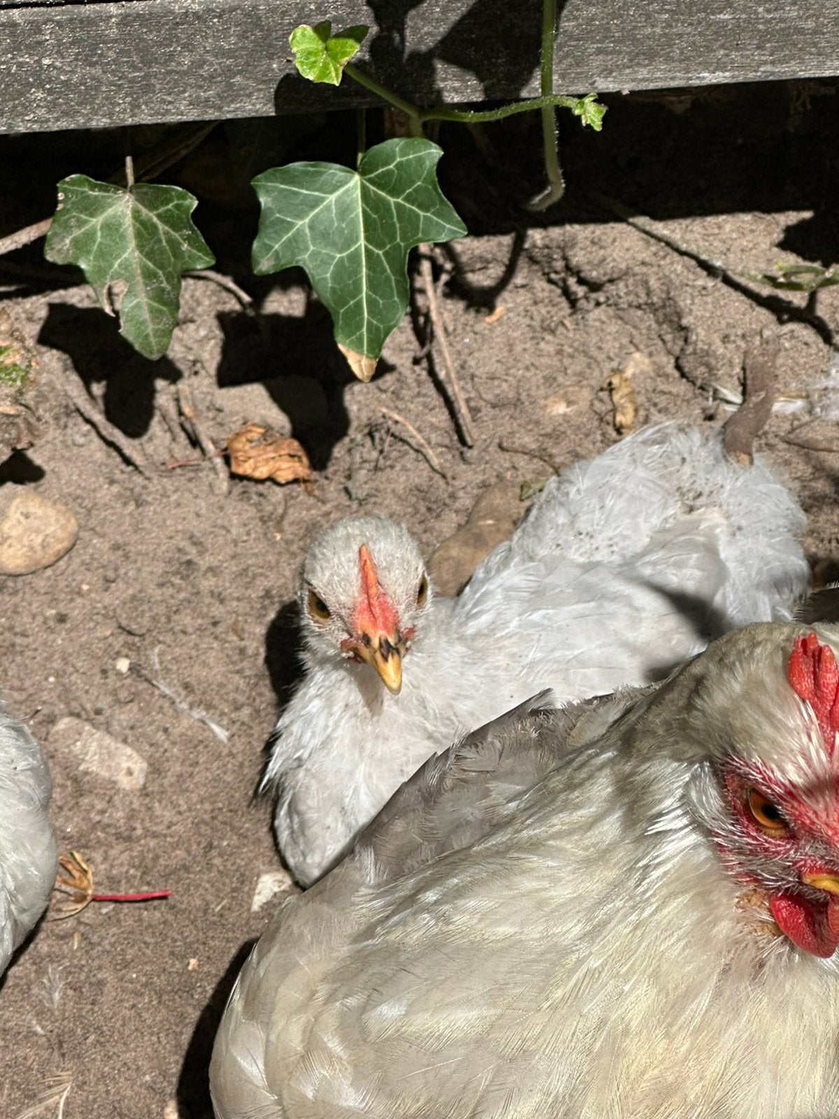 Gezocht loopweide/opvang voor hanen, Dieren en Toebehoren, Pluimvee, Mannelijk, Kip