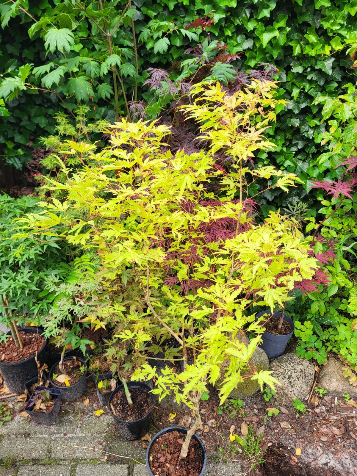 Acer palmatum Anne Irene, Tuin en Terras, Ophalen