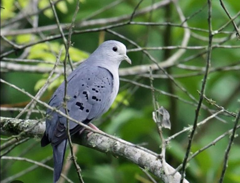Blauwe grondduifjes onverwant koppel geringd, Dieren en Toebehoren, Meerdere dieren, Overige soorten
