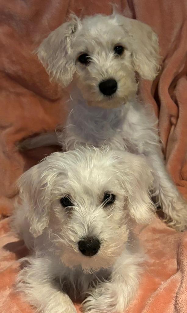 Poedel X Schnauzer, 2 jaar oud., Poedel, Parvo, 1 tot 2 jaar, Teef