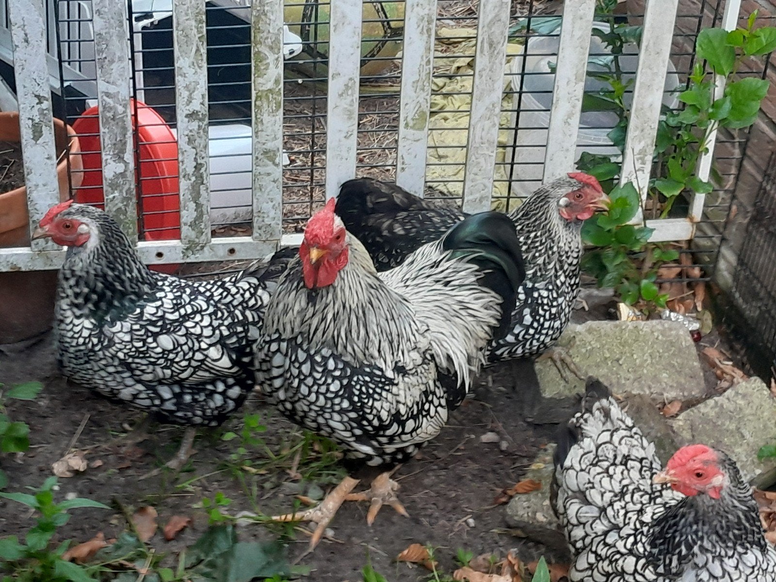 Wyandotte kriel haan en 3 hennetjes, Dieren en Toebehoren, Pluimvee, Meerdere dieren, Kip