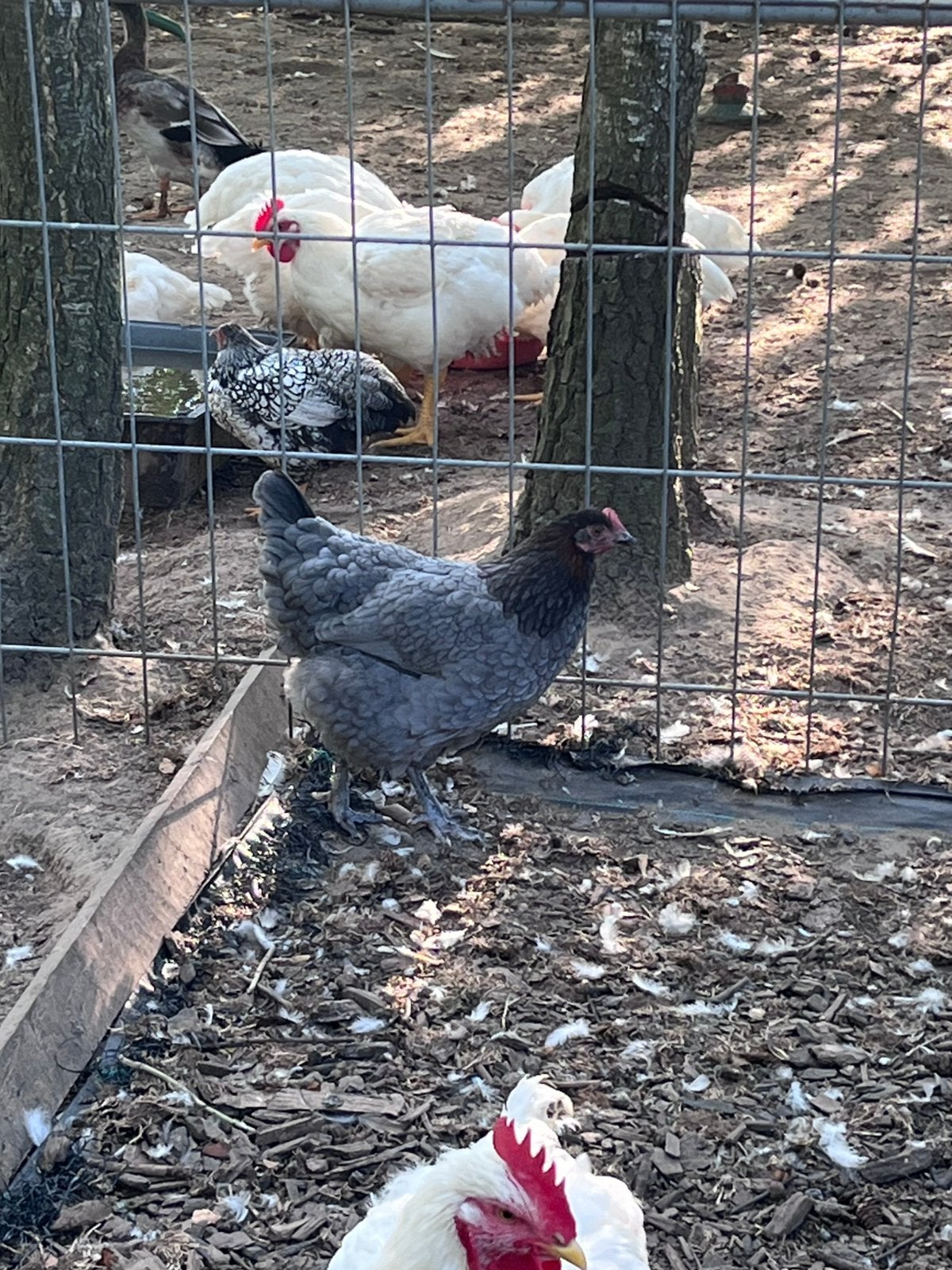 2 marans kippen en 1 haan, Dieren en Toebehoren, Meerdere dieren, Kip