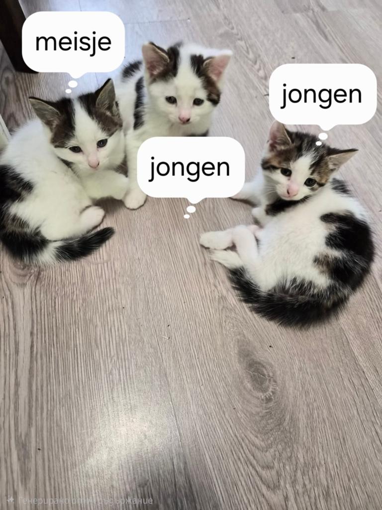 Kittens