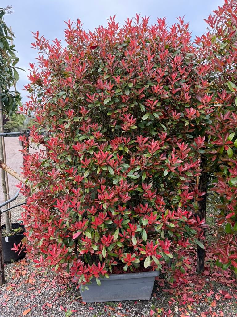 Photinia ‘Carre Rouge’ Haagelement 100x150, Tuin en Terras, Ophalen, Overige soorten, Haag, 100 tot 250 cm