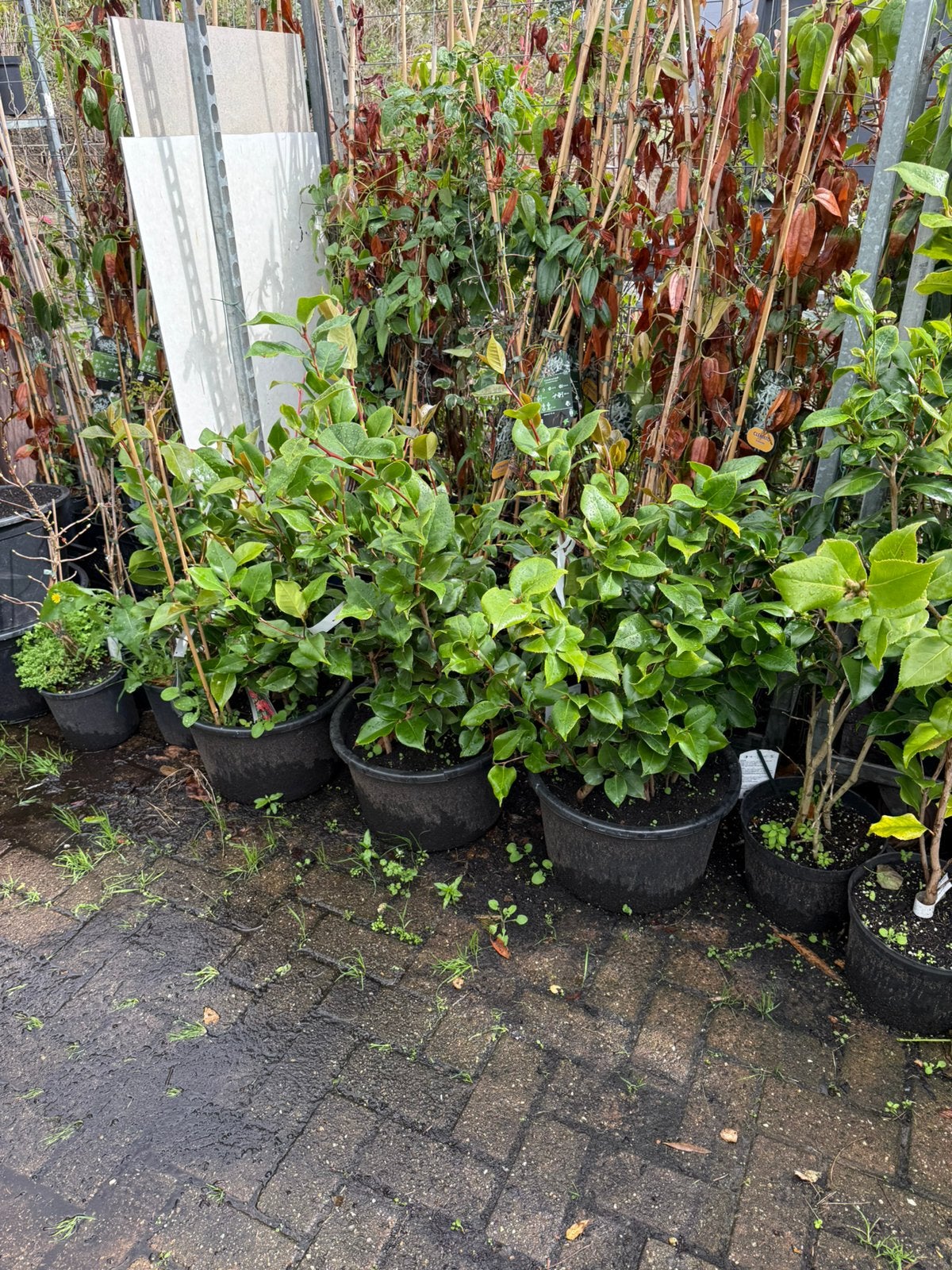 Camelia of japanse roos in flinke kuip wintergroen kleurrood, Tuin en Terras, Vaste plant, Halfschaduw, Lente, Ophalen