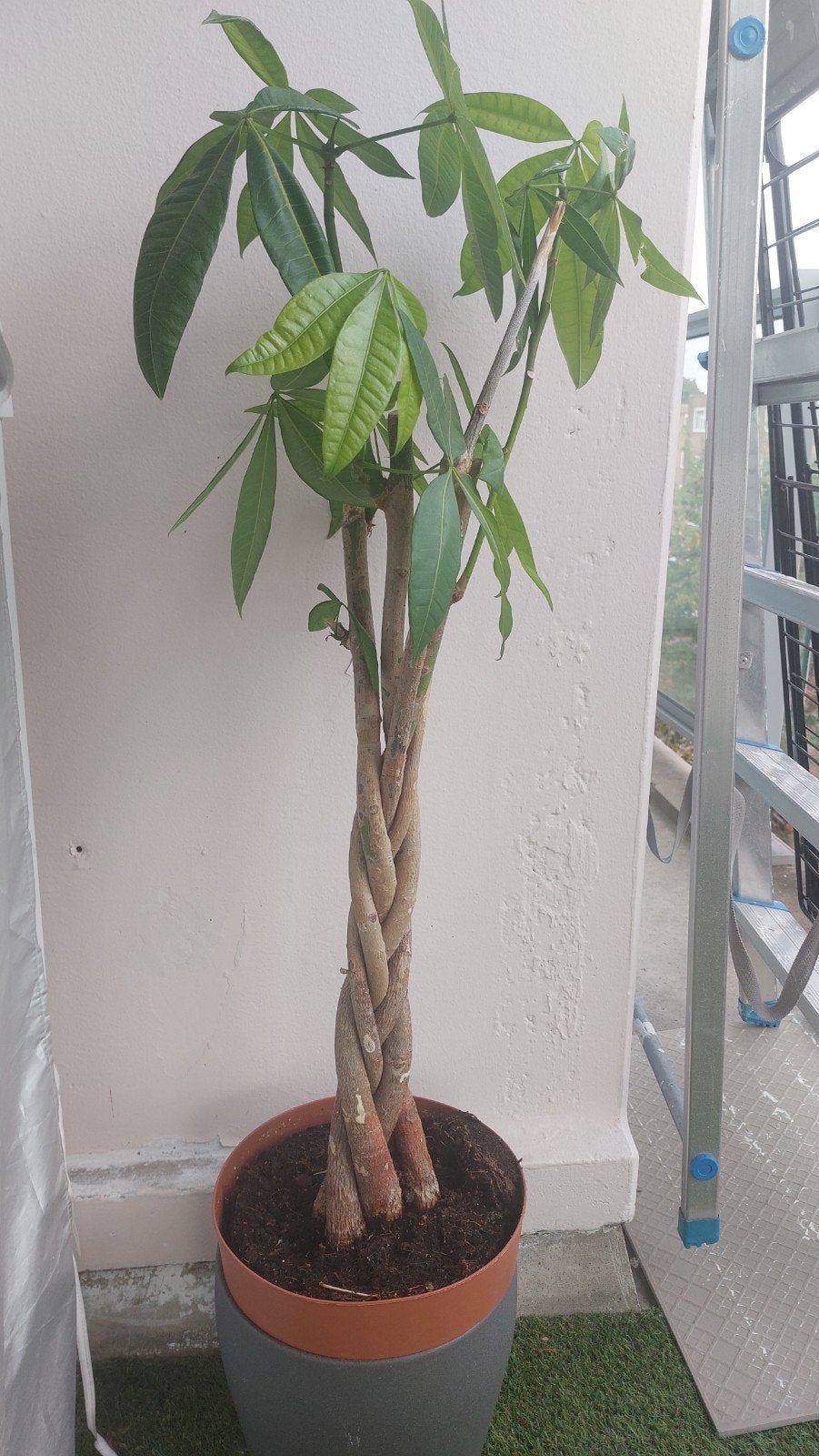 pachira geldboom, Ophalen, 100 tot 150 cm, Overige soorten, Halfschaduw