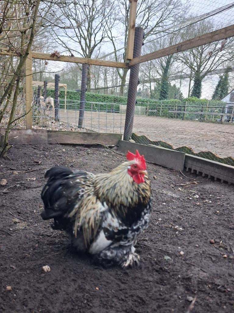 Krielhaan, Dieren en Toebehoren, Pluimvee, Mannelijk, Kip