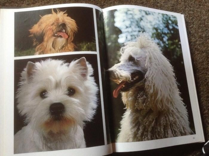 Een Boek van honden ,lieve huisdieren en schattig en lief, Ophalen of Verzenden, Zo goed als nieuw, Diverse auteurs