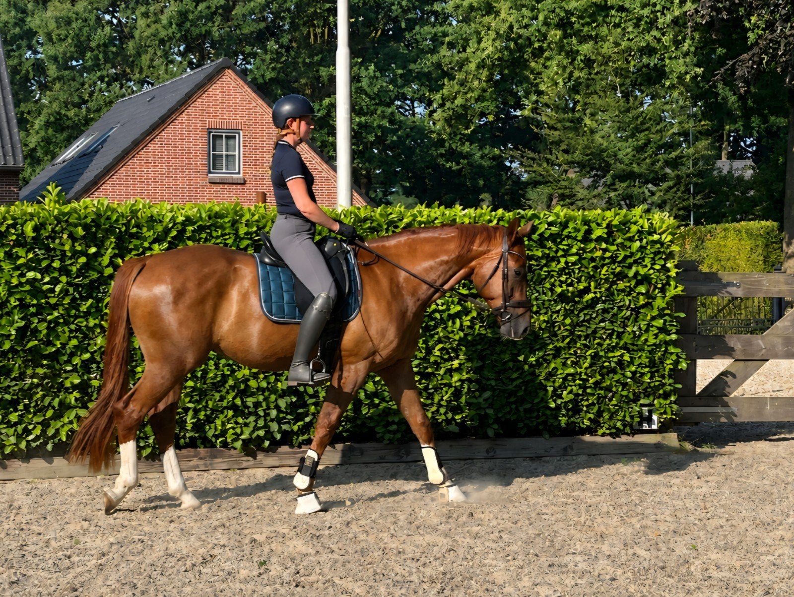 Gezocht bijrijder Milsbeek, Ophalen of Verzenden, Nieuw, Dressuur