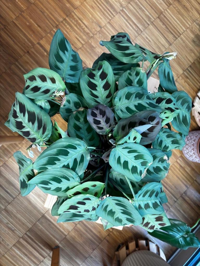 Mooie Prayer Plant / Maranta - 45cm breed, 28cm hoog, Ophalen, Overige soorten, In pot, Minder dan 100 cm