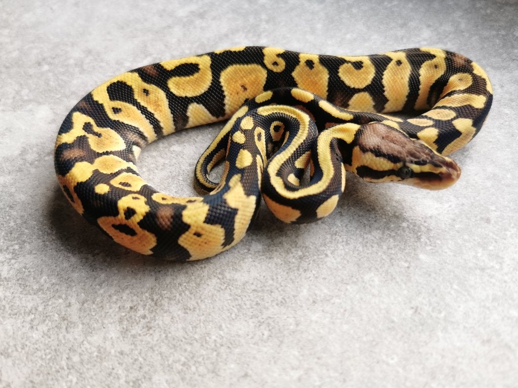 0.1 Pastel (het Clown of het Cryptic) Koningspython Ball Python photo 2
