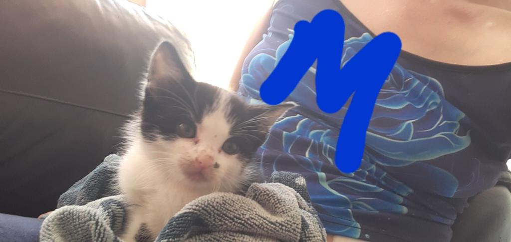 Kittens zijn nu 8 weken, Dieren en Toebehoren, Meerdere dieren