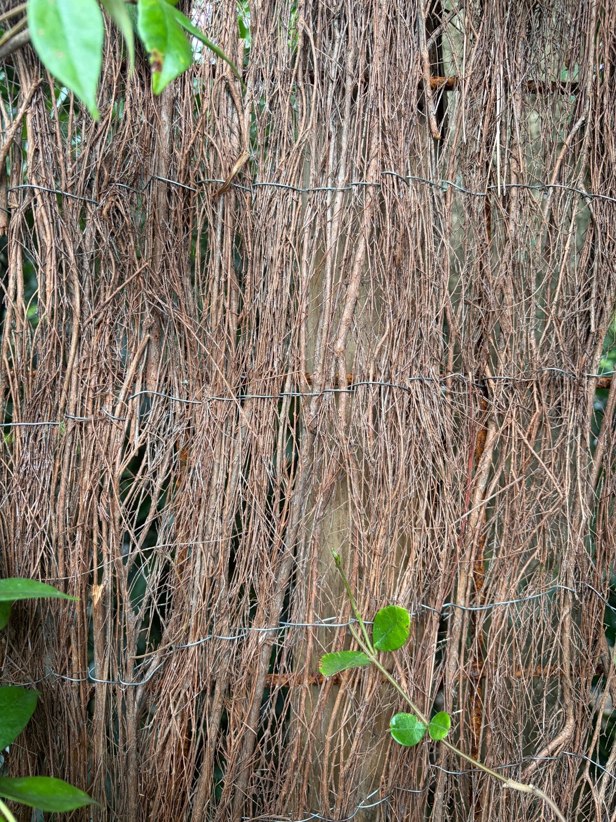 Heidematten 200 x 400 cm, Ophalen, 1 tot 2 meter, Nieuw, 3 tot 6 meter