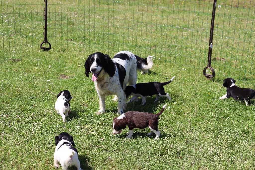 Engelse springer spaniel pups, Dieren en Toebehoren, Honden | Retrievers, Spaniëls en Waterhonden, Parvo, Nederland, 8 tot 15 weken