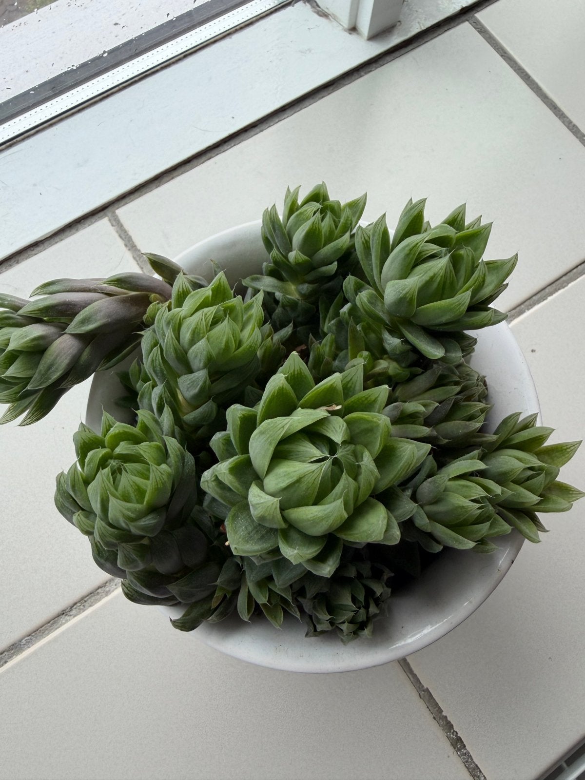 Haworthia cymbiformis - 15 cm succulent, Vaste plant, Halfschaduw, Lente, Ophalen
