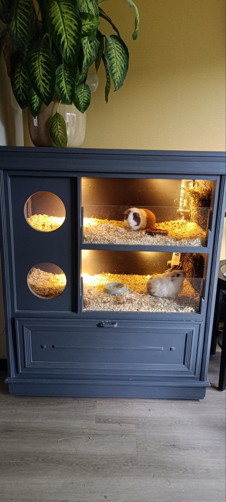 caviahotel met 2 cavias, November, Mannelijk, Cavia