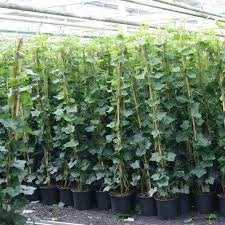 Hedera hibernica, Ophalen, Vaste plant, Bloeit niet, Halfschaduw