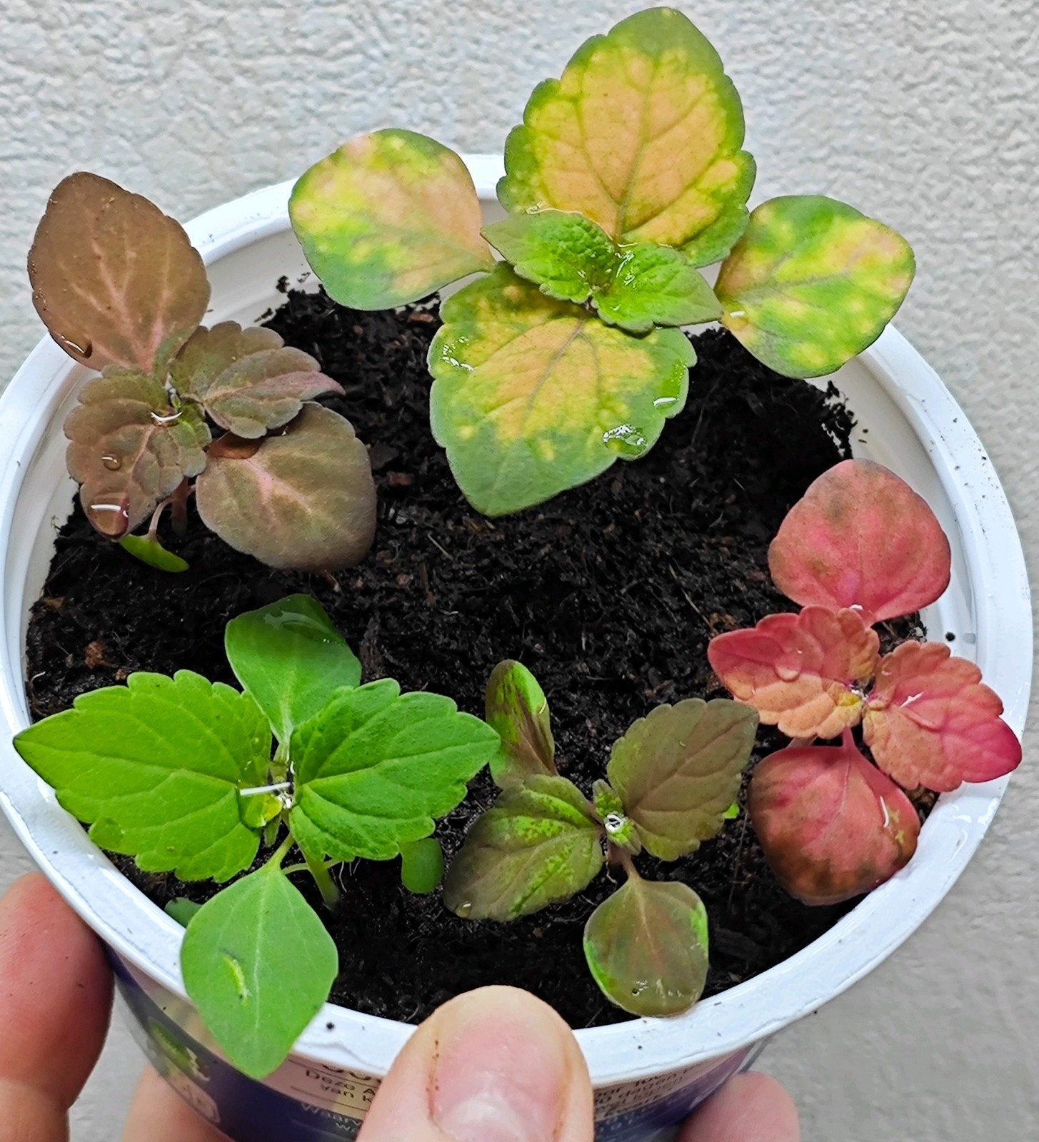 Coleus siernetel zaailingen, Ophalen, Halfschaduw, Minder dan 100 cm