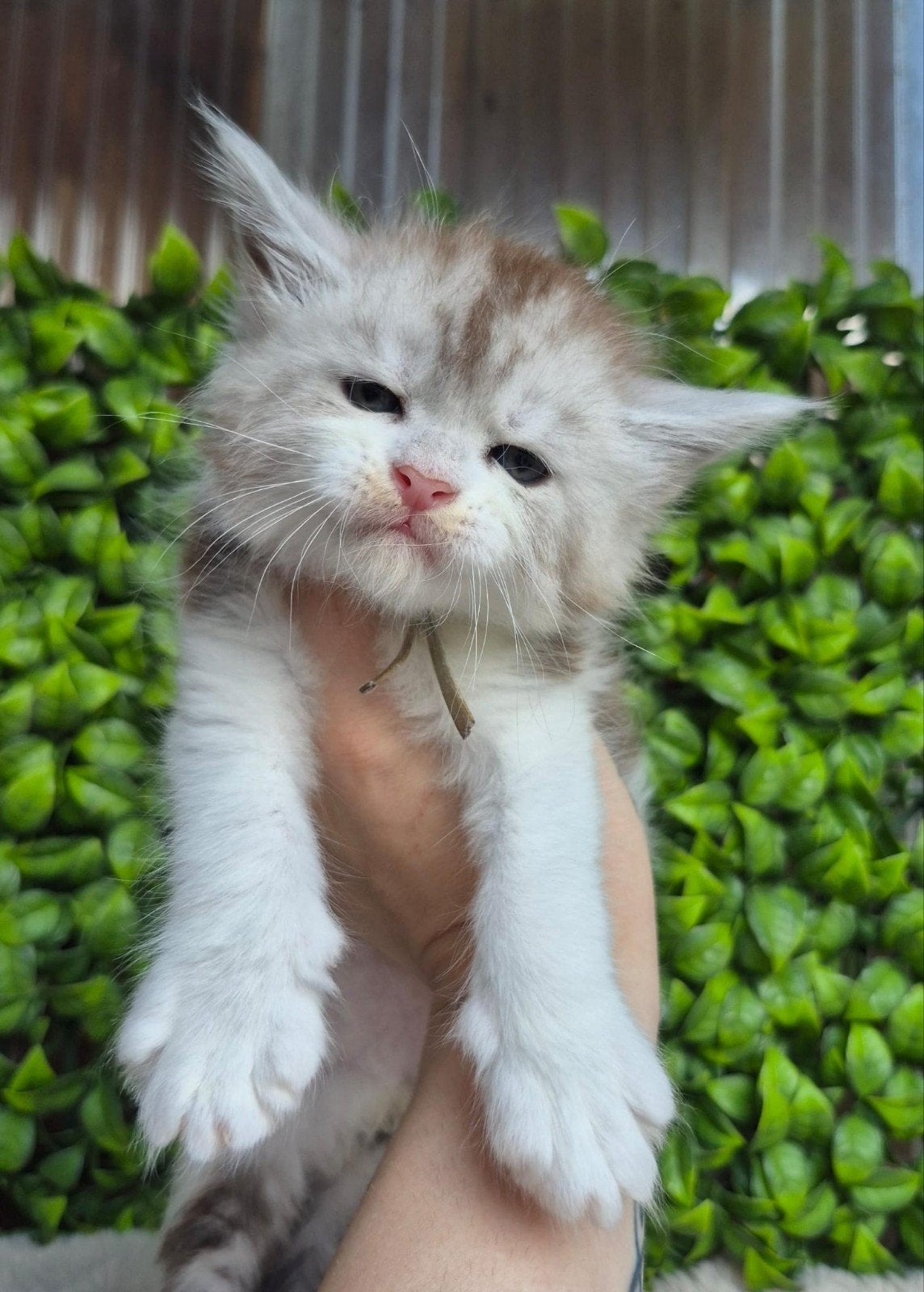 maine coon kittens met stamboom, shaded lijn NOG 1, Dieren en Toebehoren, Meerdere dieren, Met stamboom, 0 tot 2 jaar