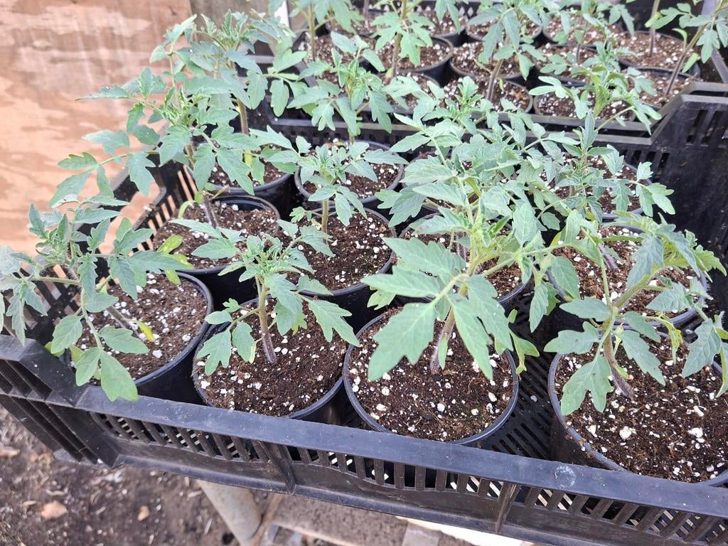 Tomaten planten, Ophalen, Eenjarig, Groenteplanten, Volle zon