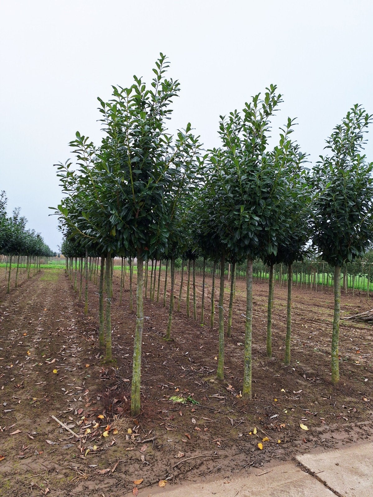 Prunus Laurier Novita Boom ❗️🌳 Groenblijvende Laurier 🌳❗️, Tuin en Terras, Planten | Bomen, Ophalen, Halfschaduw