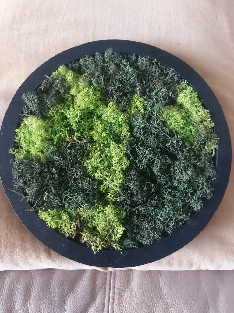 Mosschilderij rond nieuw, Huis en Inrichting, Groen, Hout, Ingelijst, Botanisch
