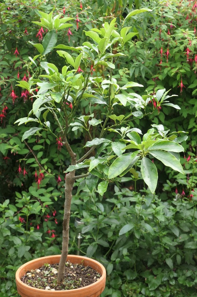 Kumquat (dwergsinaasappel), Tuin en Terras, Ophalen, Minder dan 100 cm, Lente, Overige soorten