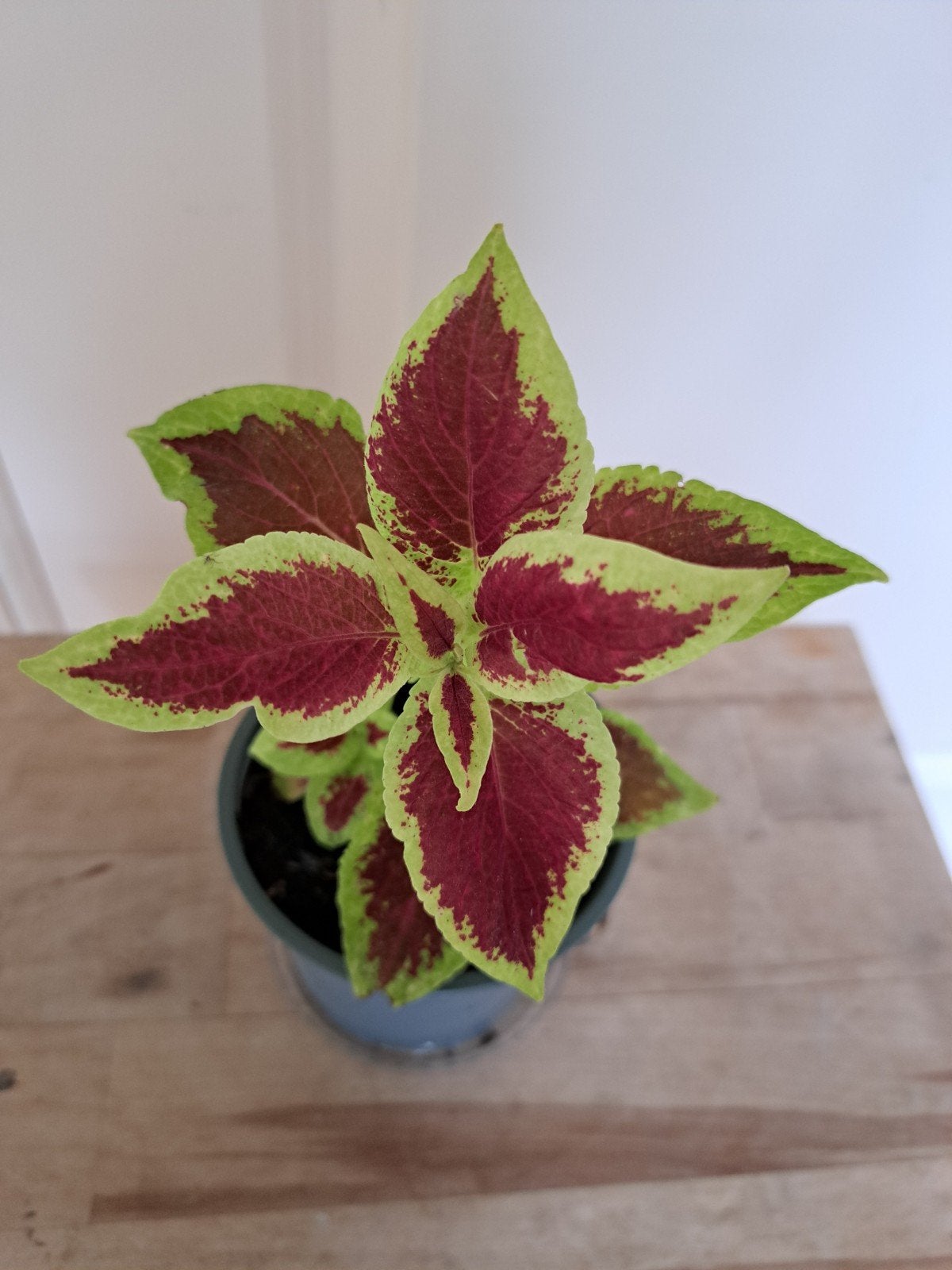 Siernetel, Ophalen, Halfschaduw, Minder dan 100 cm
