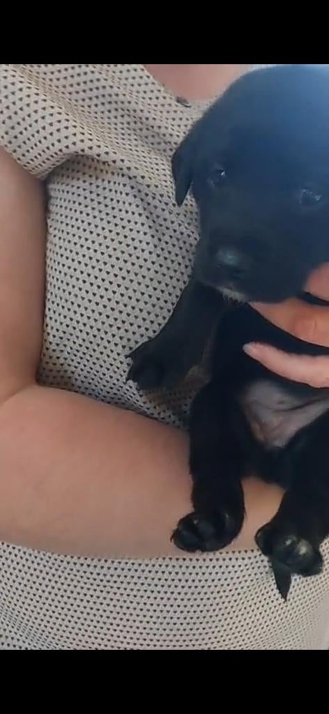 Duitse herder pups / labrador pups / Sheprador pups, Dieren en Toebehoren, Honden | Herdershonden en Veedrijvers, 8 tot 15 weken