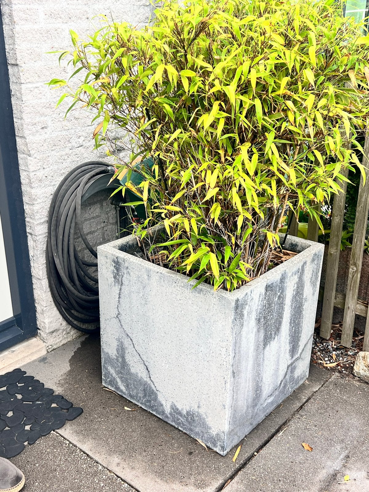 Grote vierkante terazzo plantenbak met bamboe fargesia, Ophalen, Gebruikt, Vierkant, Kunststof