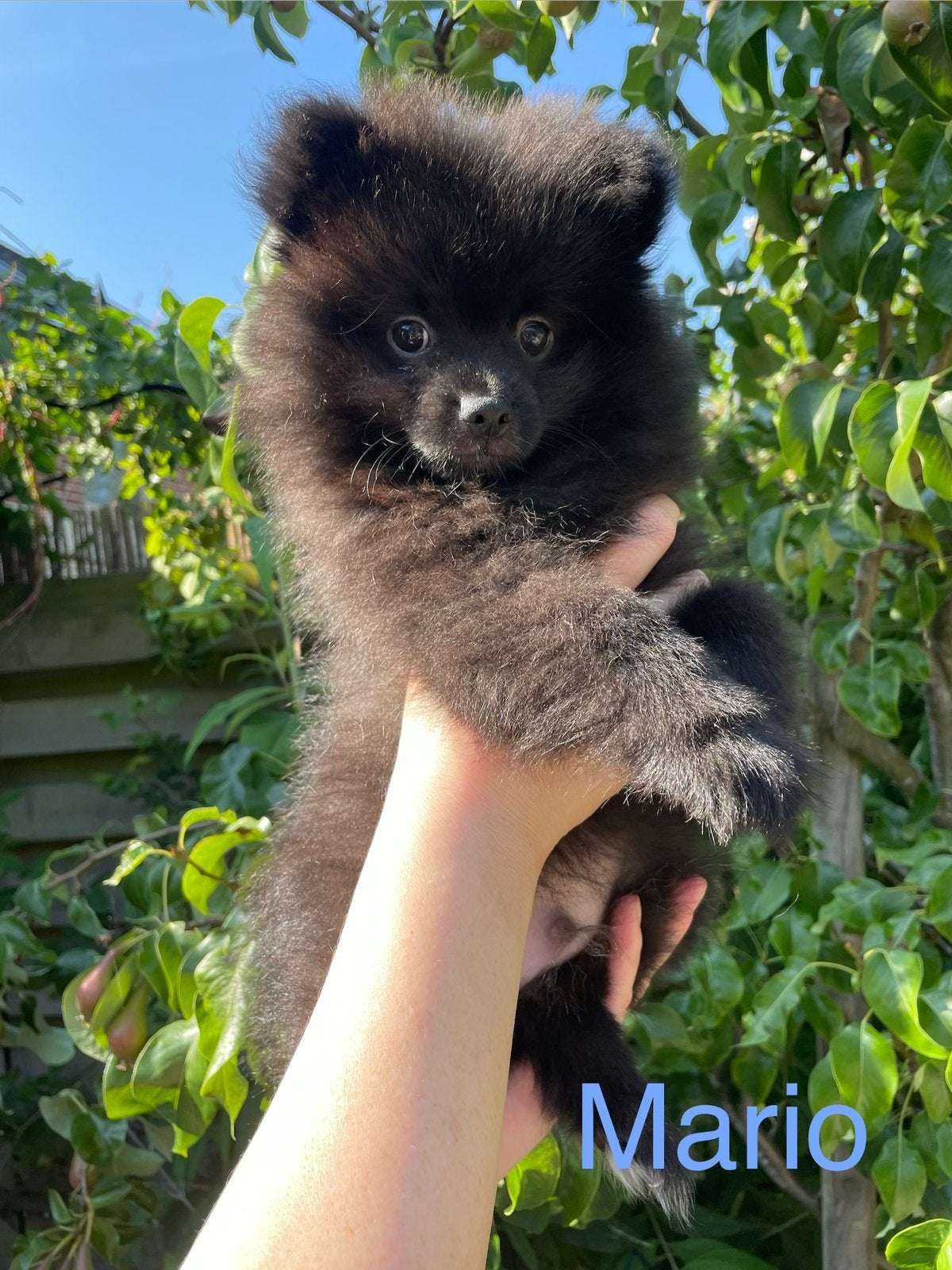3 Prachtige pomeriaan/dwergkees pups.🩷💙💙, Dieren en Toebehoren, Honden | Chihuahua's en Gezelschapshonden, Overige rassen, 8 tot 15 weken