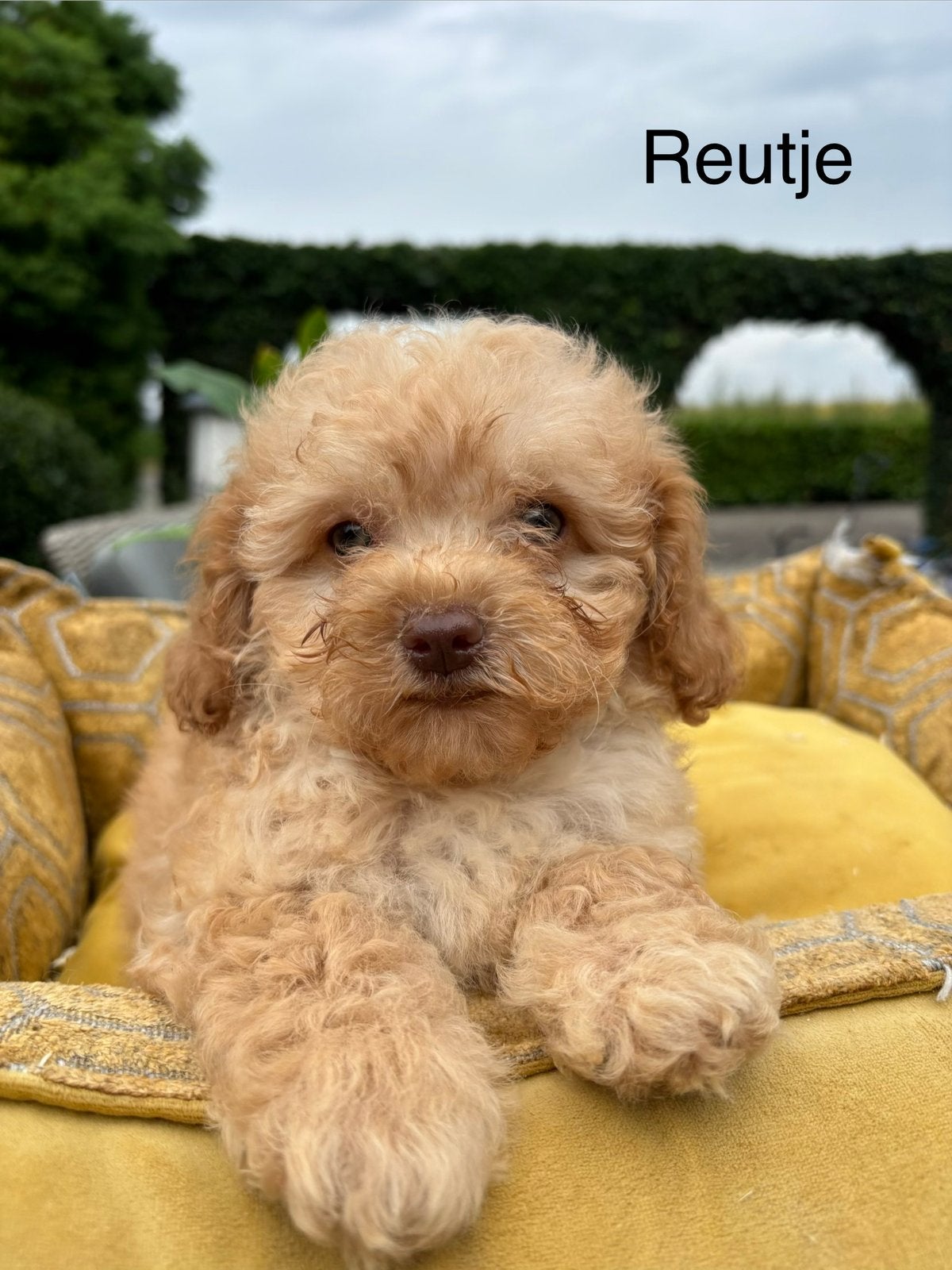 Maltipoo pups, Nederland, Overige rassen, 8 tot 15 weken, Meerdere