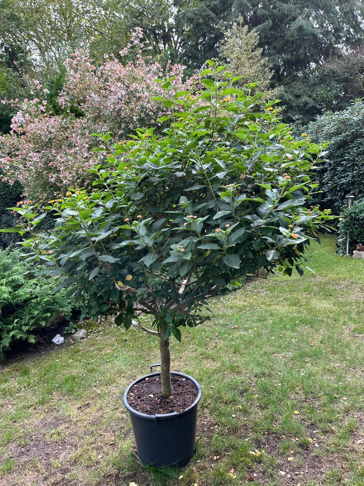 Lantana plant, staat op het punt om te gaan bloeien, Volle zon, Vaste plant, Zomer, Ophalen