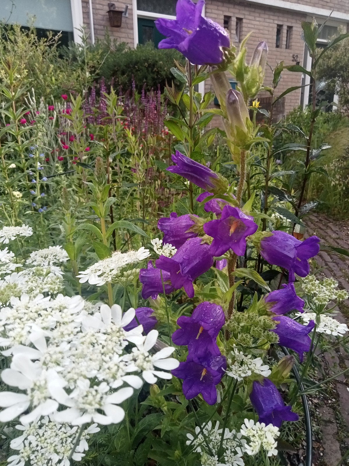 Mooie vaste en tweejarige planten te koop, Ophalen, Vaste plant, Overige soorten