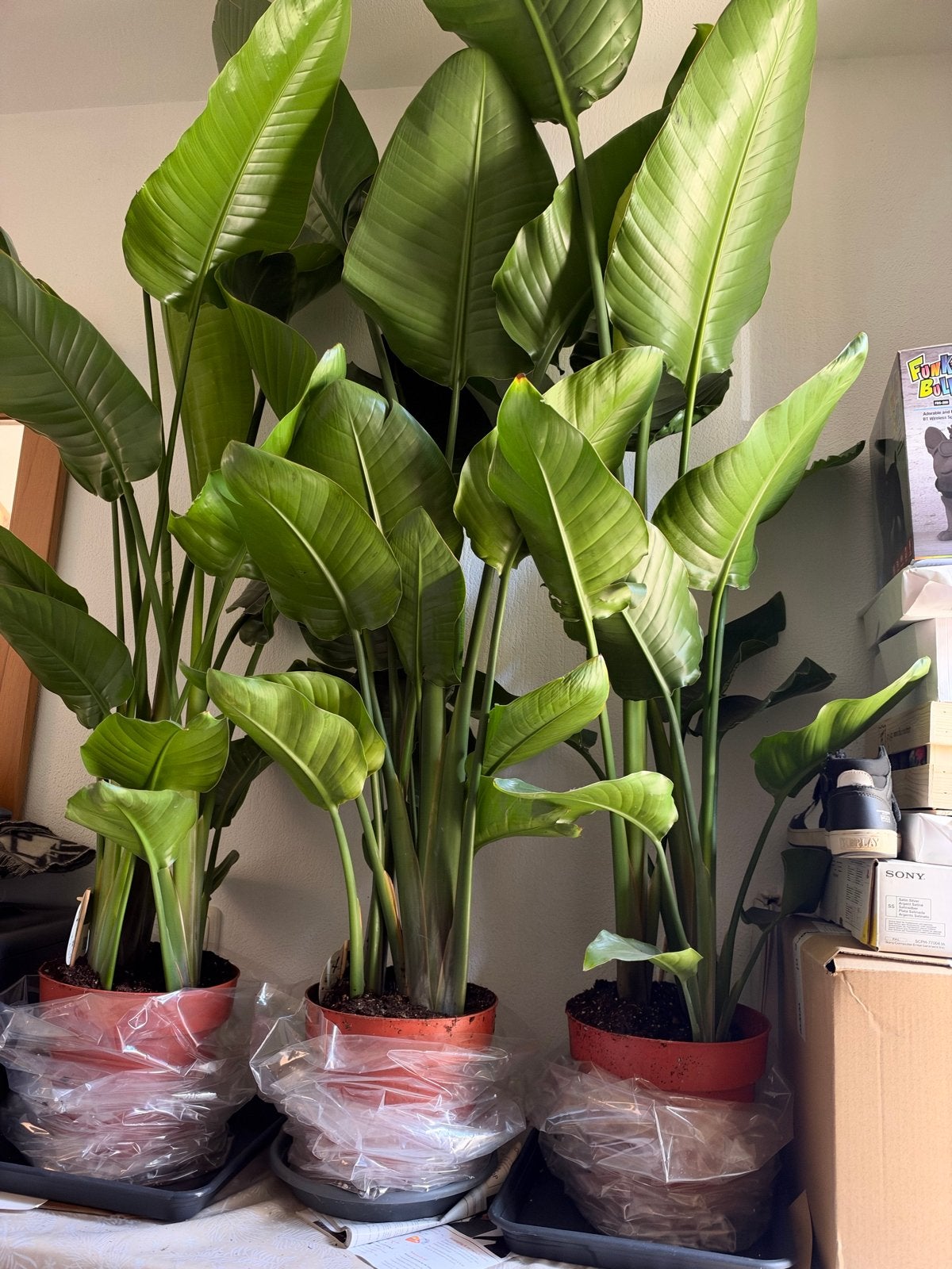 Strelitzia kamerplanten 150-170cm - Vers uit Spanje!, Huis en Inrichting, Groene kamerplant, Ophalen, Overige soorten, 150 tot 200 cm