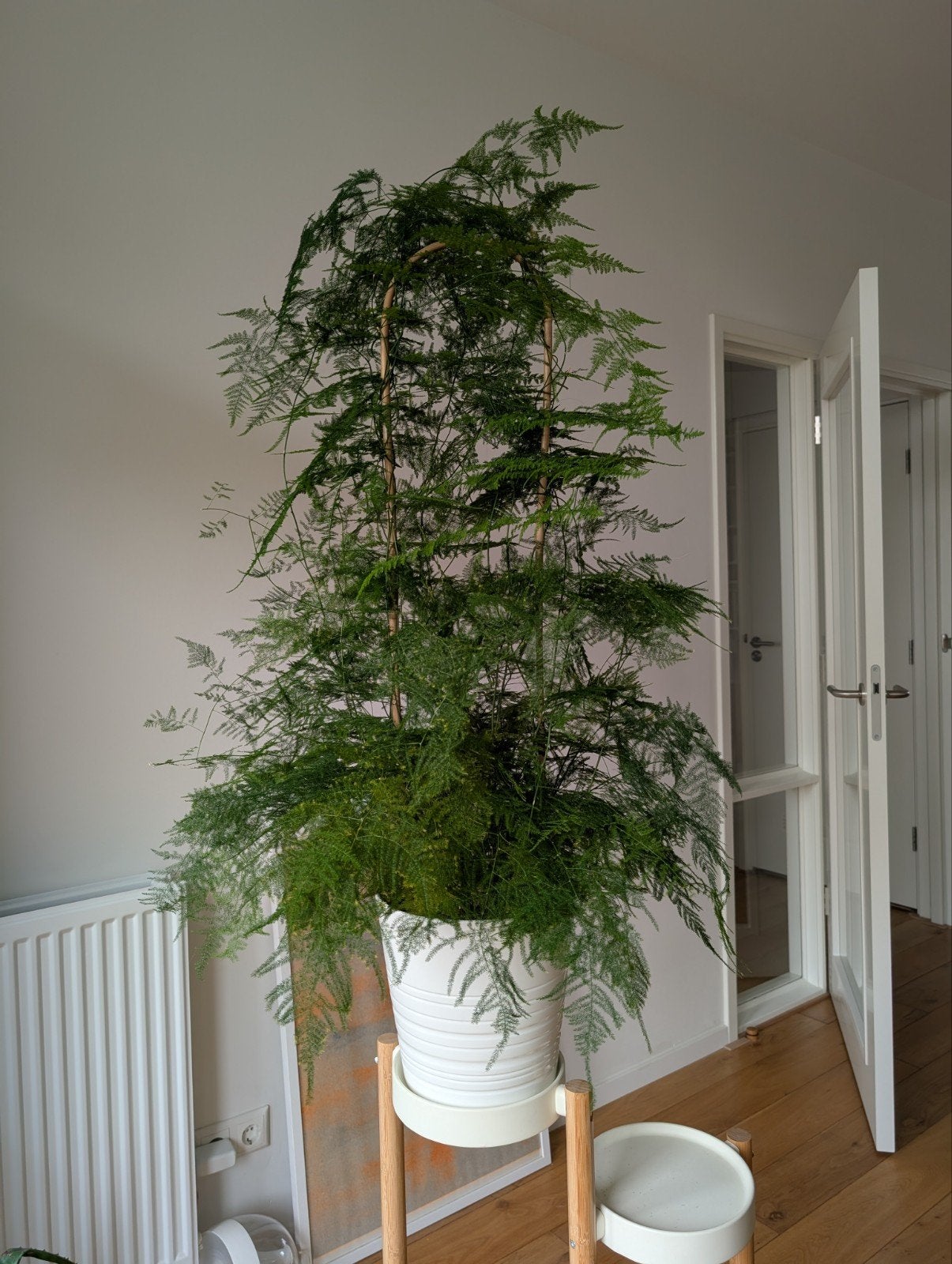 Kamerplant (103cm) asparagus fern, Ophalen, Halfschaduw