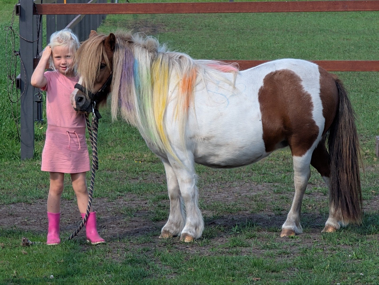 kinderpony , shetlander merrie, Merrie, A pony (tot 1.17m), Gechipt, 7 tot 10 jaar